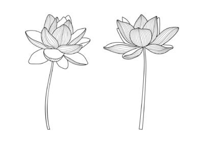 Tegninger af blomster 92 tegning af blomst 61