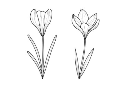 Tegninger af blomster 94 tegning af blomst 63