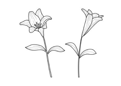 Tegninger af blomster 95 tegning af blomst 64