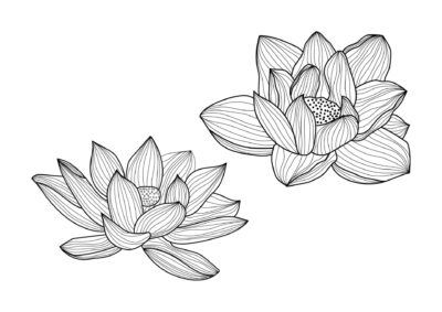 Tegninger af blomster 97 tegning af blomst 66