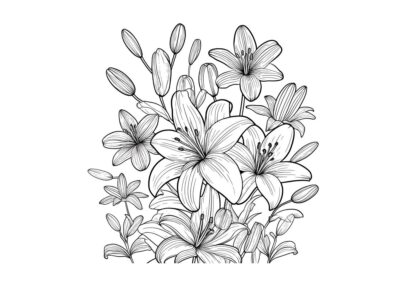 tegning blomster liljer 3