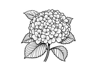 tegning hortensia 1