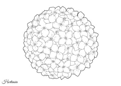 Tegninger af blomster 105 tegning hortensia 2