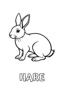 dyr med fire bogstaver hare 1