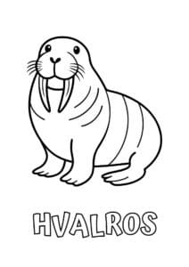 dyr med seks plus bogstaver hvalros 1