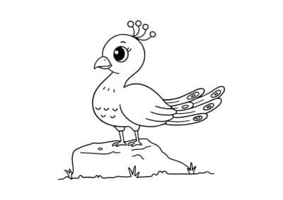 tegning af paafugl 4