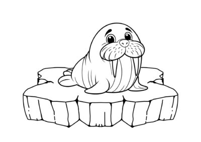 tegning af hvalros 3
