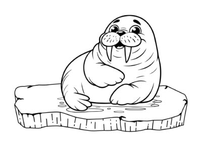 tegning af hvalros 4